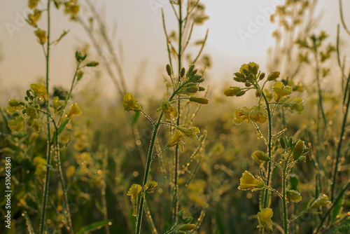 Winter morning - dew drops on mustard plants and sun rising in the background.