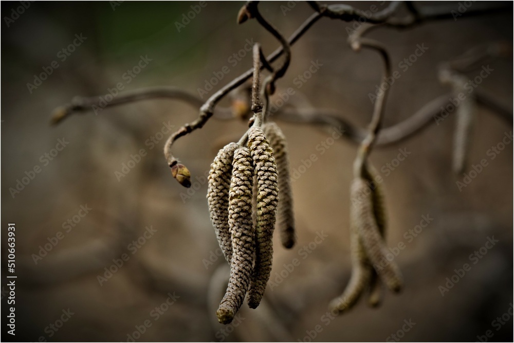 Fototapeta premium Contorted Filbert Plant