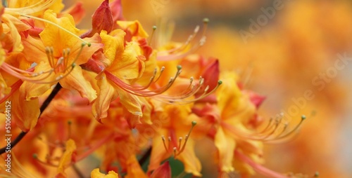 orange flowering azalea Macro Photography  photo