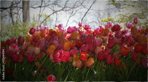 tulips in a garden photo