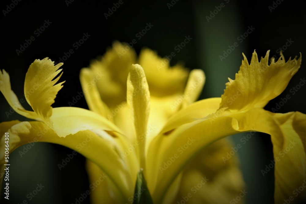 Yellow Iris Yellow Iris