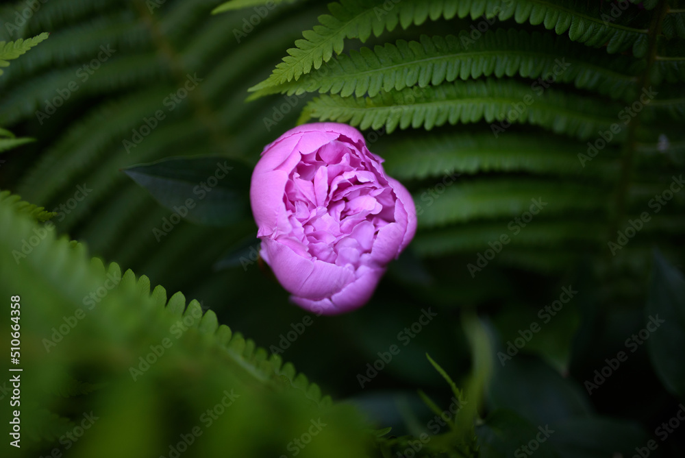 Obraz premium pink peony