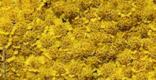 yellow lichen on a rock