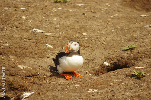 A single puffin on the ground