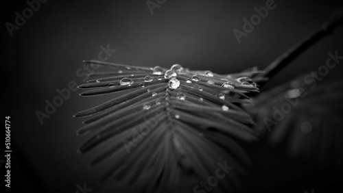 Foto rain drops on plant