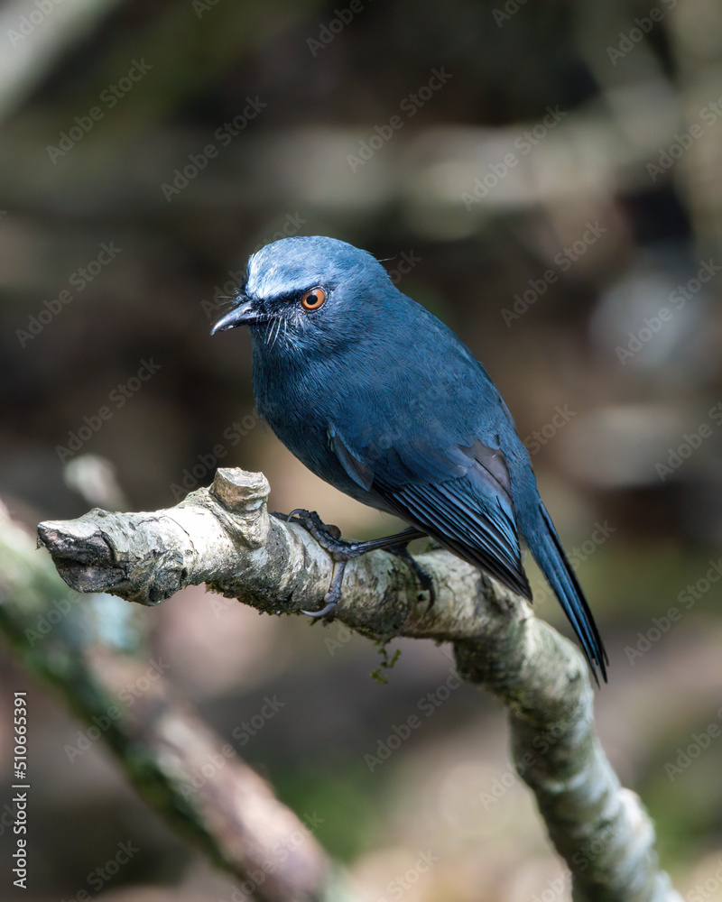 White-bellied blue robin (Sholicola albiventris) or white-bellied sholakili observed in Eravikulam National Park in near Munnar in Kerala, India White-bellied blue robin (Sholicola albiventris) or white-bellied sholakili observed in Eravikulam National Park in near Munnar in Kerala, India
