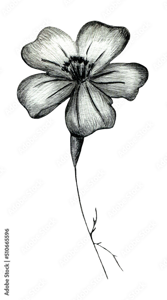 Black and White Hand Drawn Marigold Flower Isolated on White Background. Marigold Flower Drawn by Black Pencil.