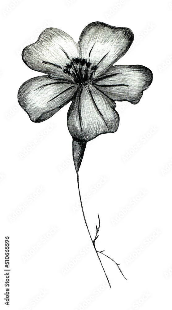 Obraz premium Black and White Hand Drawn Marigold Flower Isolated on White Background. Marigold Flower Drawn by Black Pencil.
