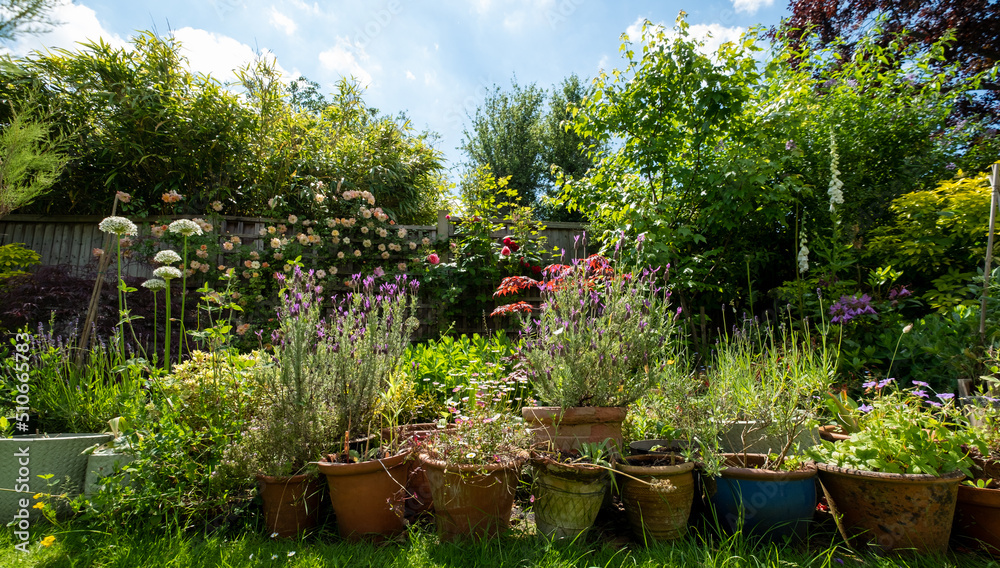 Untidy, wildlife friendly, picturesque suburban cottage garden with spring flowers. Photographed in Pinner, northwest London UK.