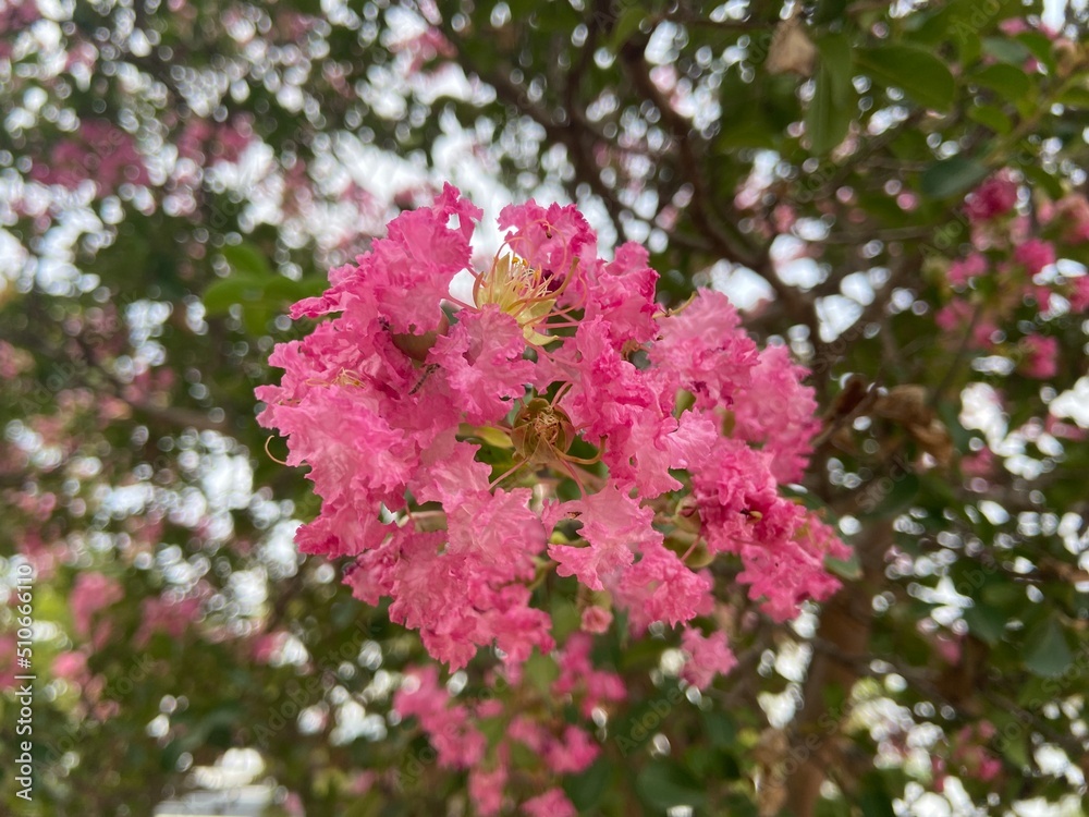 Obraz premium pink flowers in the garden