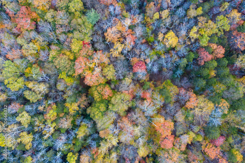Fall Foliage Trees Drone