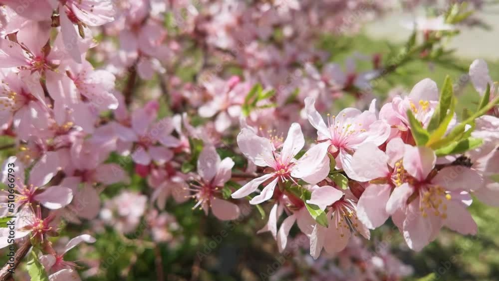 Almond flower. Allergy insect macro video. Green grass. Bumblebee garden action. Beautiful blossom and organic fur flight. Ecology life concept. Slow motion. Honeybee worker eating Almond flower. Allergy insect macro video. Green grass. Bumblebee garden action. Beautiful blossom and organic fur flight. Ecology life concept. Slow motion. Honeybee worker eating