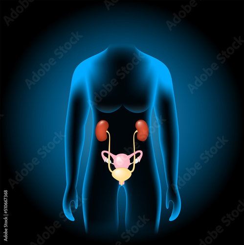 Female Genitourinary system
