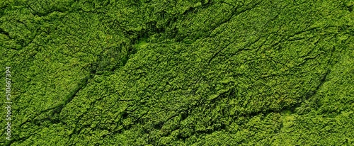 Green moss on old cracked surface background. Wall densely overgrown with 3d render microplants. View from higher altitude of wooded tropical jungle