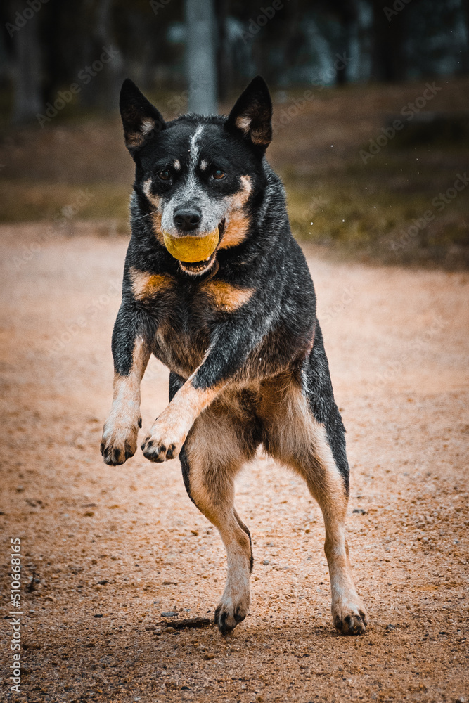 Dog playing and jumping with ball Dog playing and jumping with ball