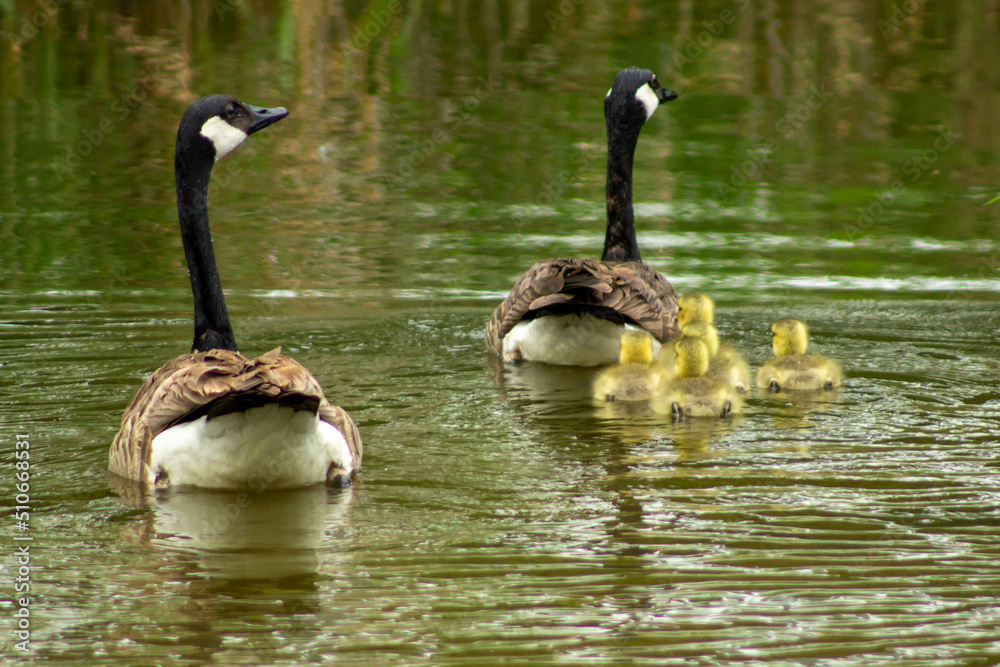 country goose family country goose family