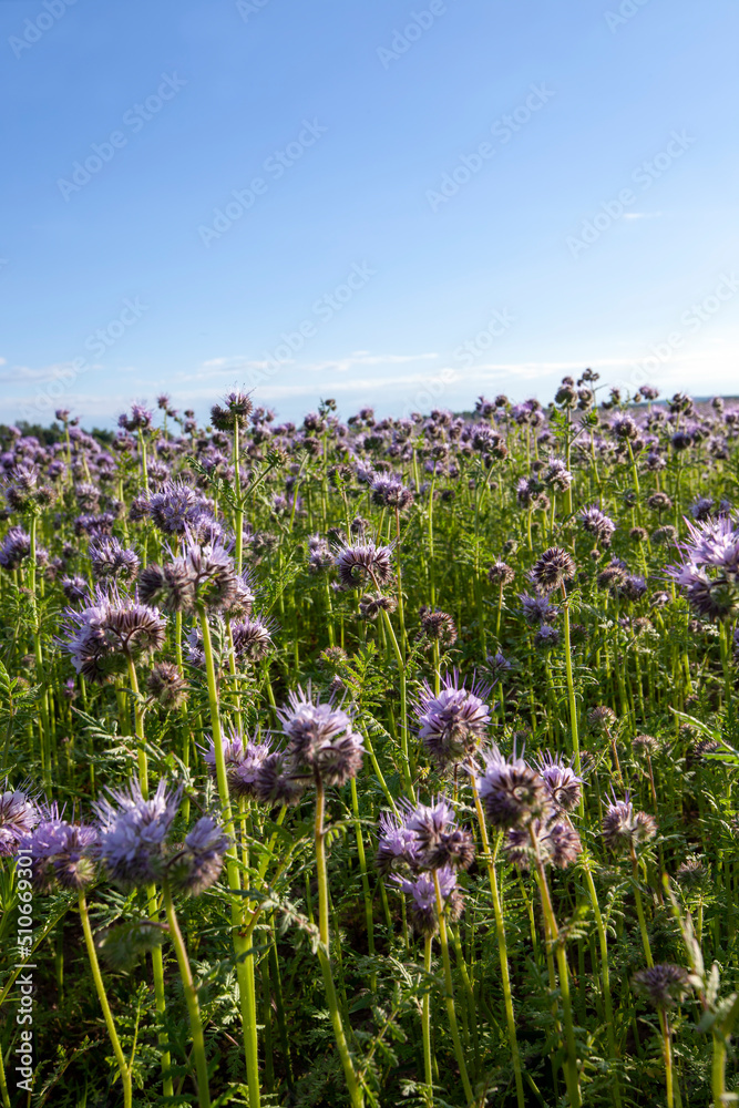 Naklejka premium agricultural fields where purple flowers grow