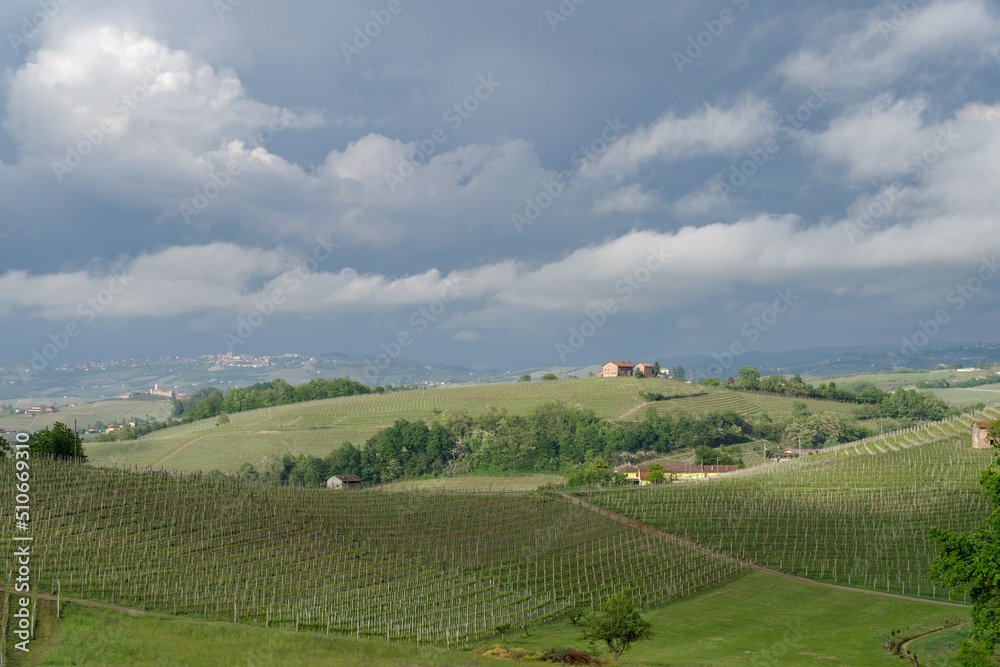 Spring landscape of vines and hills in Langhe, Italy