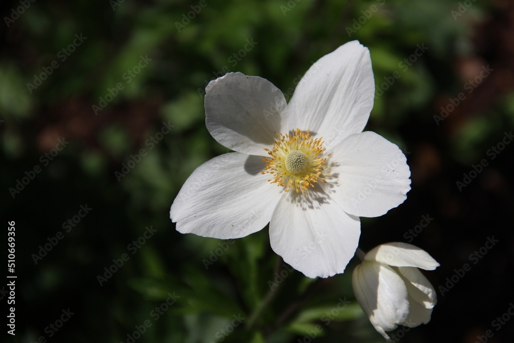 beautiful flower with white leafs