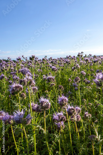 Fototapeta Naklejka Na Ścianę i Meble -  agricultural fields where purple flowers grow