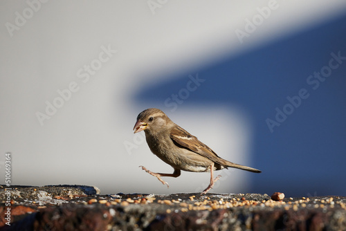 Spatz, Sparrow