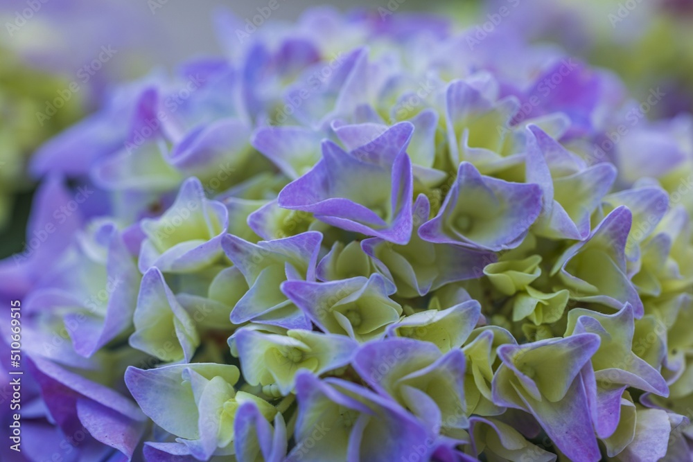 Macro view of colorful hydrangea flowers planted in pot in garden. Sweden.