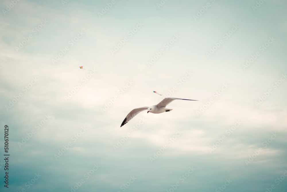
seagull flying over the beach and in the background some kites flying the sky