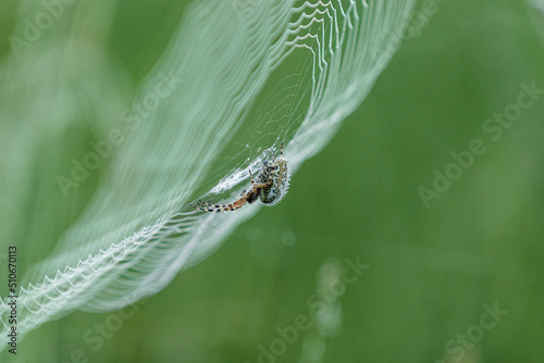 Eichenblatt Radspinne