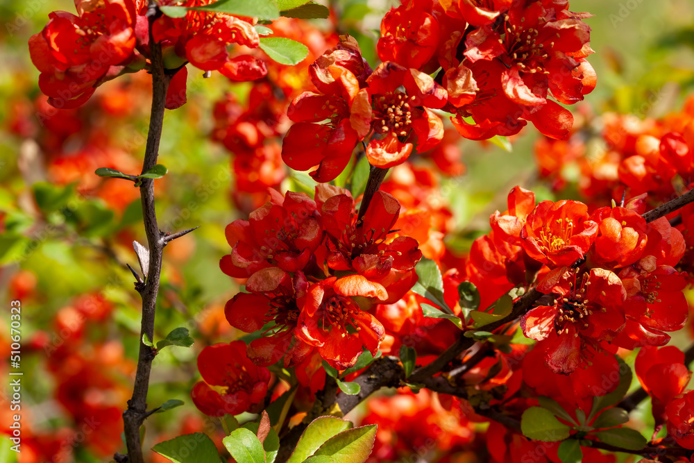 beautiful red shrub flowers in spring