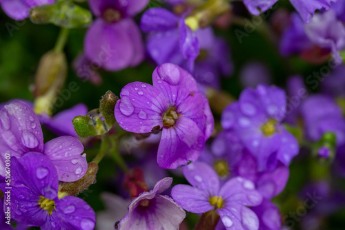 Blooming purple rock cress flowers with raindops in summer day macro photography. Blossom Aubrieta flowers with water drops on a violet petals in springtime close-up photo.  © Anton