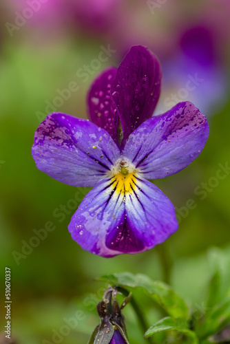 Blossom violet pansy flower with raindrops macro photography in summertime. Wildflower with water drops on a purple petals in springtime close-up photo. Lilac viola flower in a spring day. 
