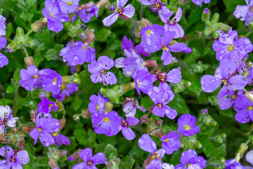Blooming purple rock cress flowers with raindops in summer day macro photography. Blossom Aubrieta flowers with water drops on a violet petals in springtime close-up photo. 