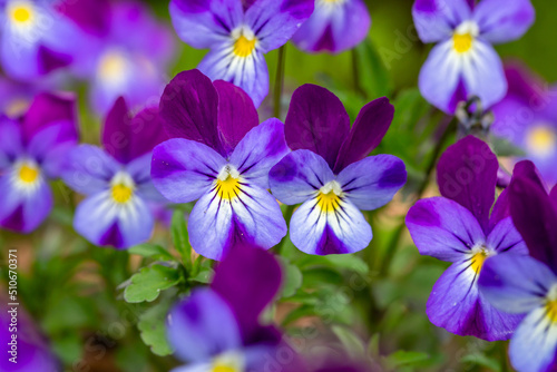Fotografie Blossom violet pansy flower on a green background macro photography in summertime