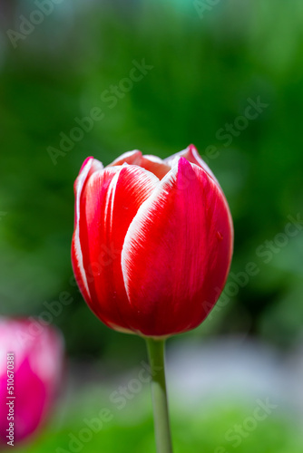 Blooming red tulip flower with water drops on a sunny day macro photography. Fresh flowering plant with raindrops on a bright red petals in springtime close-up photo. 