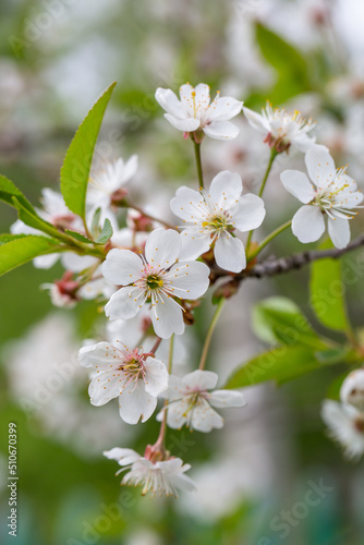 Apple blossom in springtime on a sunny day, close-up photography. Blooming white flowers on the branches of a apple tree macro photography. Cherry blossom on a sunny spring day.