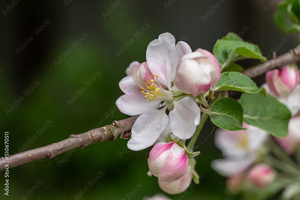 Apple blossom in springtime on a sunny day, close-up photography. Blooming white flowers on the branches of a apple tree macro photography. Cherry blossom on a sunny spring day. Apple blossom in springtime on a sunny day, close-up photography. Blooming white flowers on the branches of a apple tree macro photography. Cherry blossom on a sunny spring day.