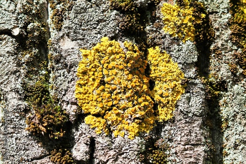Background, texture of tree bark overgrown with moss and lichen © Ruslan