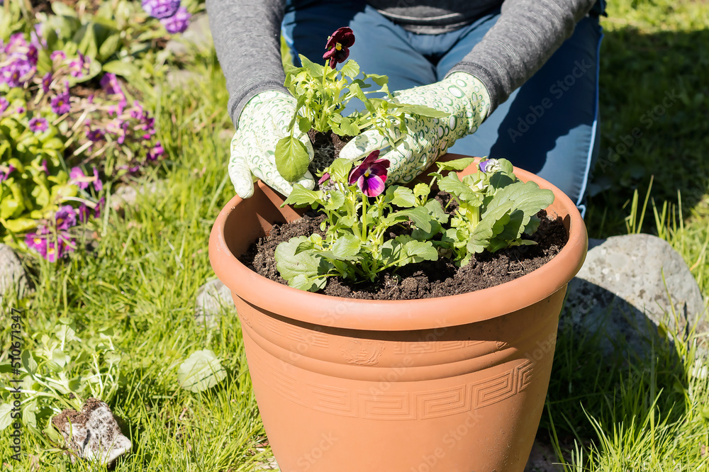 Women's hands are planting young seedlings of pansies in a plastic planter. Women's hands are planting young seedlings of pansies in a plastic planter.