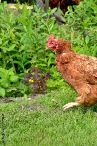 chicken, pets, bird species, poultry, village life, village pets © Инна Жилинская