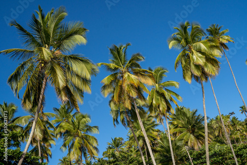 Beautiful paradise beach with palm coconut trees - Itacar    Bahia  Brazil 