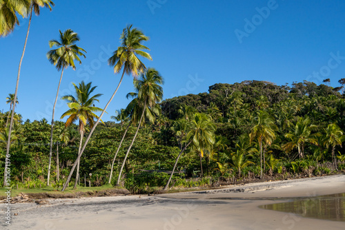 Beautiful paradise beach with palm coconut trees - Itacaré, Bahia, Brazil 