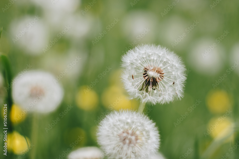Fototapeta premium pair of pretty dandelion fluffs in the green hall on a warm summer day. Blooming dandelions