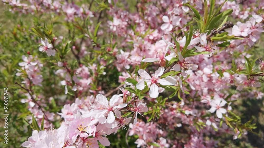 Almond flower. Allergy insect macro video. Green grass. Bumblebee garden action. Beautiful blossom and organic fur flight. Ecology life concept. Slow motion. Honeybee worker eating Almond flower. Allergy insect macro video. Green grass. Bumblebee garden action. Beautiful blossom and organic fur flight. Ecology life concept. Slow motion. Honeybee worker eating