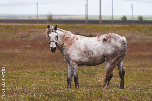 Horse in the field. A beautiful horse grazes in the field.