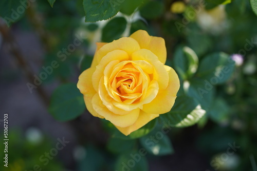 Yellow Rose © decam