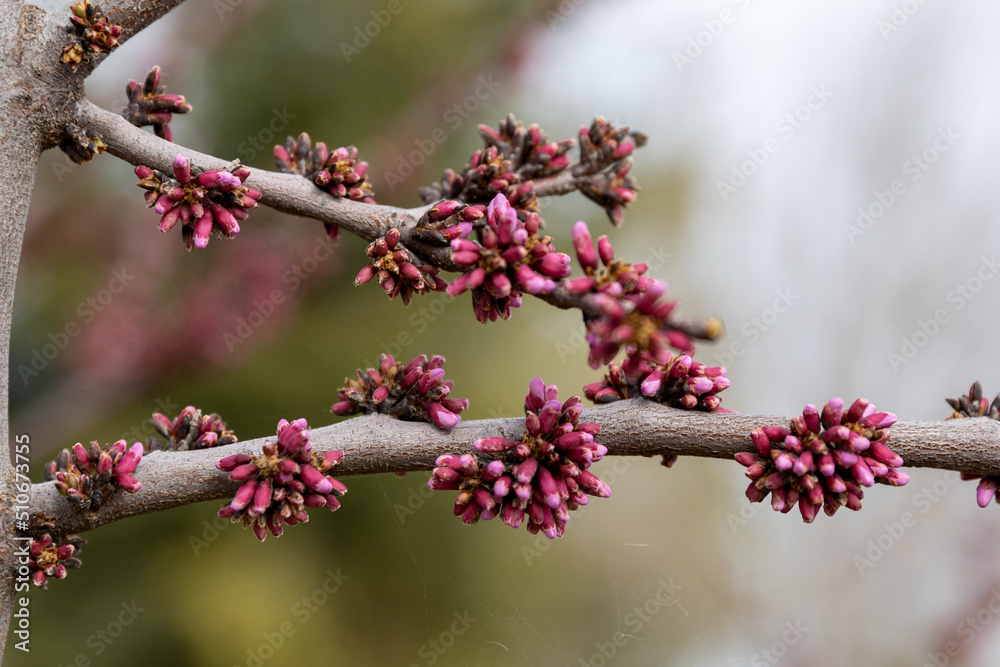 Cercis siliquastrum