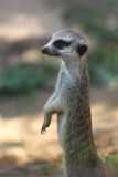 cute meerkat ( Suricata suricatta ) standing on the sand