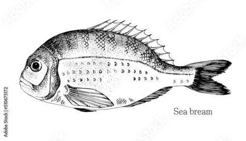 Sea bream fish hand drawn realistic illustration