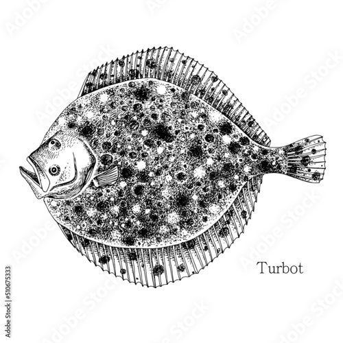 Turbot fish hand drawn realistic illustration photo