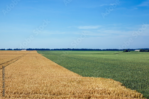 agricultural field with mature golden yellow cereals